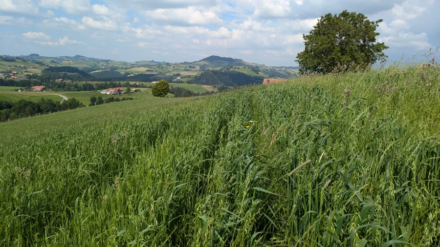 Hasenhaferflocken aus der Region Gantrisch