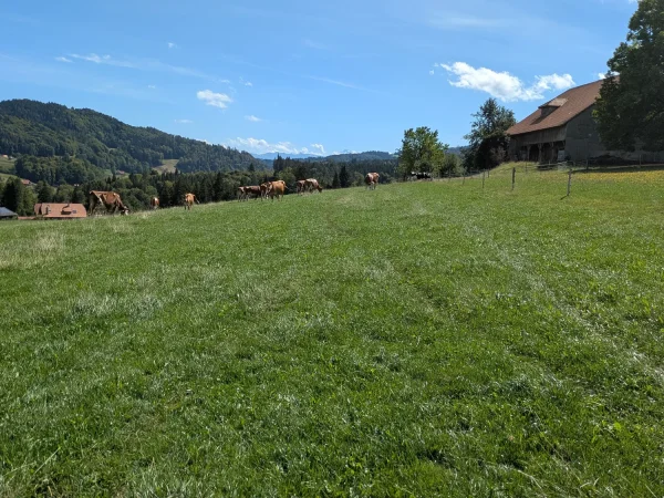 Zu Besuch bei den K&uuml;hen auf der Weide