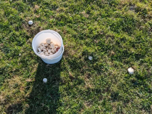 Feldchampignons f&uuml;rs Pizzabacken