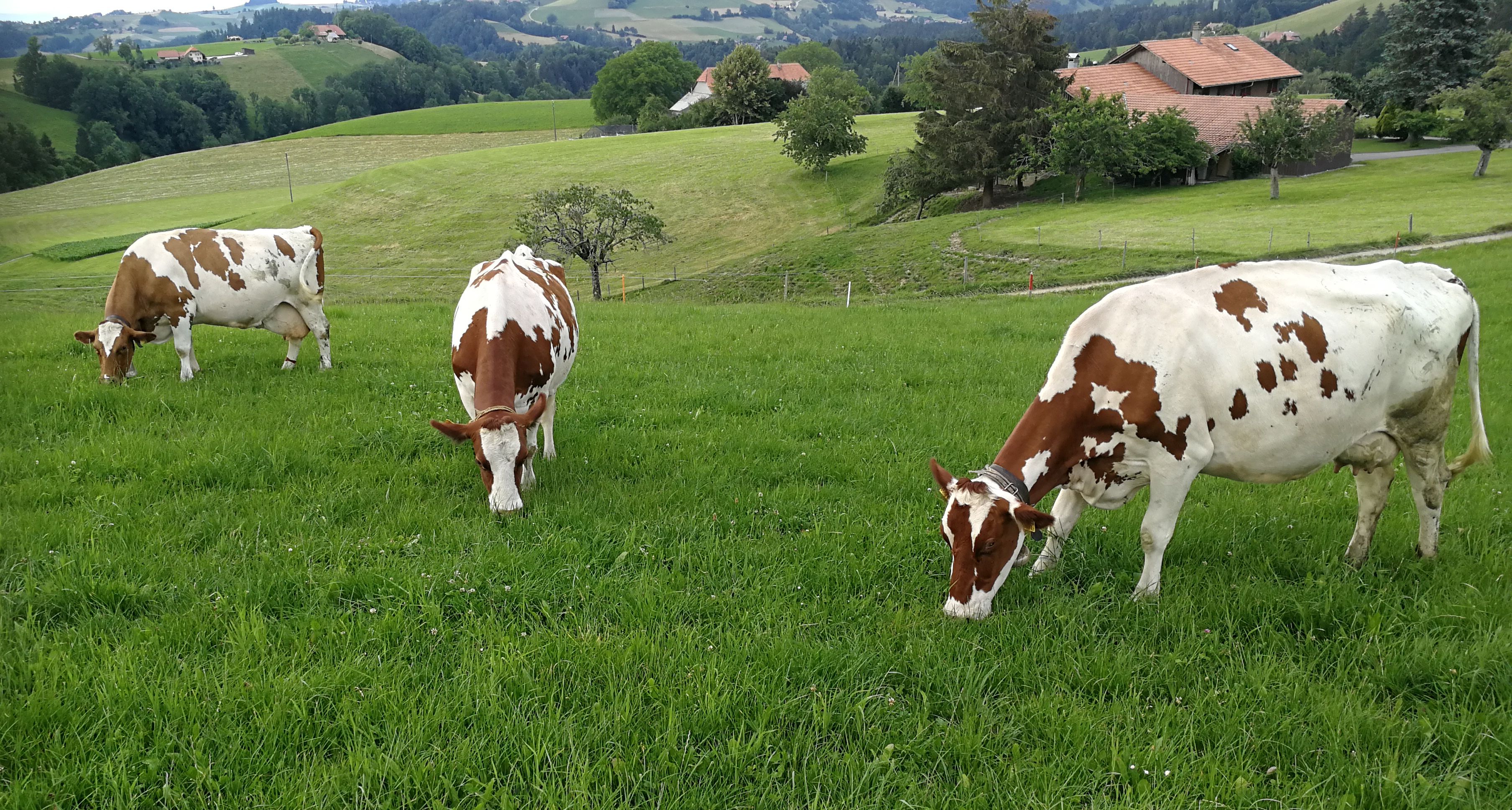 Milch aus Wiesenfutter